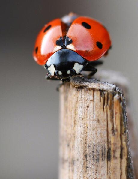 Ladybug 01