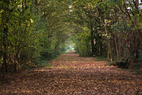 herfst-bospad