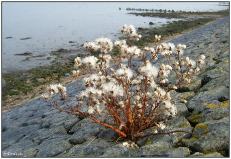 Aan het Wad