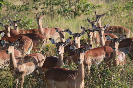 Impala's