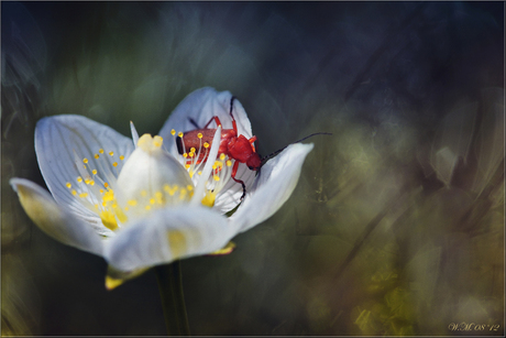 Parnassia