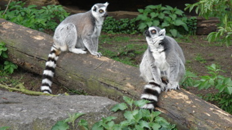 Twee ringstaartaapjes