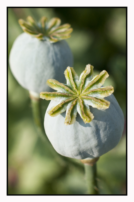 Papaver