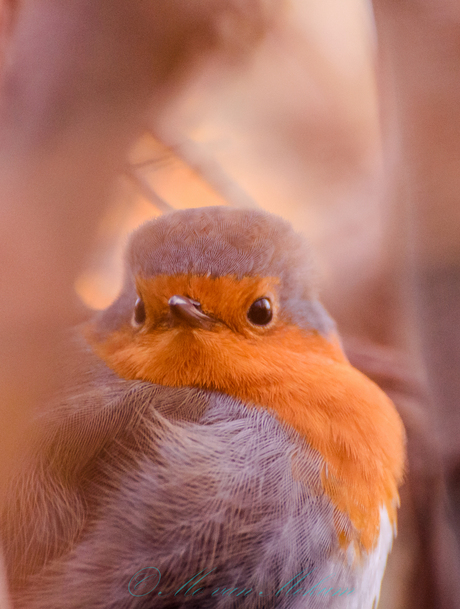 Roodborst Anders