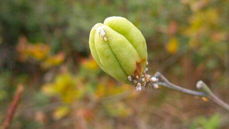 Heel veel kleine insectjes op een bloemknop