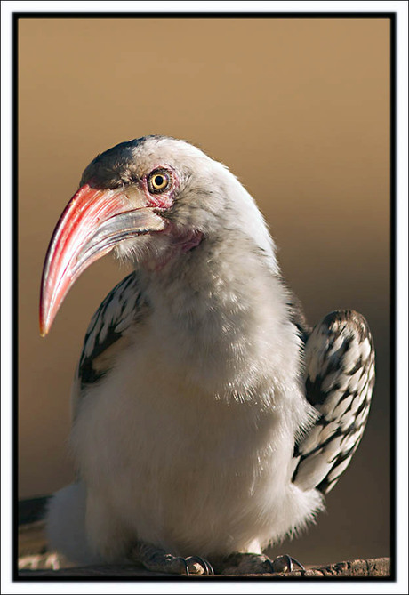 The Red Billed Hornbill