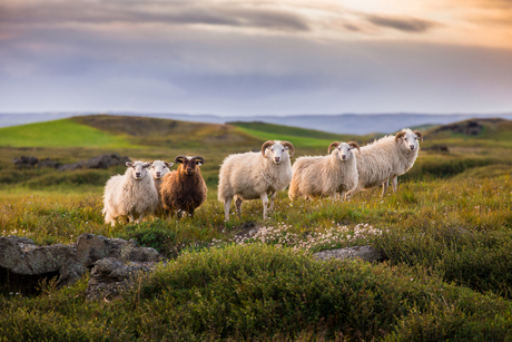 Icelandic sheep