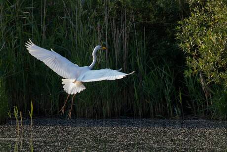 Zilverreiger