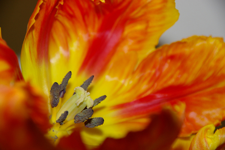 Tulp