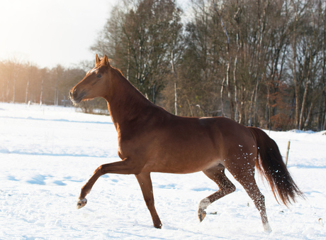 Heerlijk in de Sneeuw