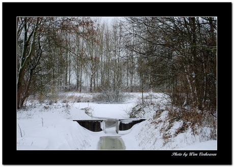 Winter Biesbosch