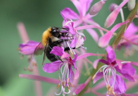 De hommel druk aan zijn werk...