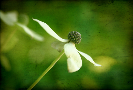 Blommetje