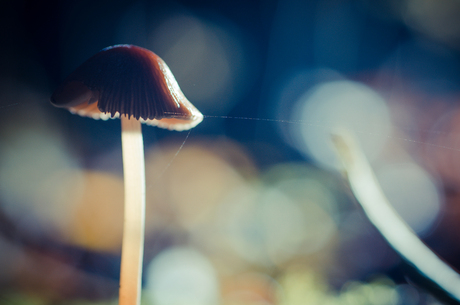 mushroom bokeh