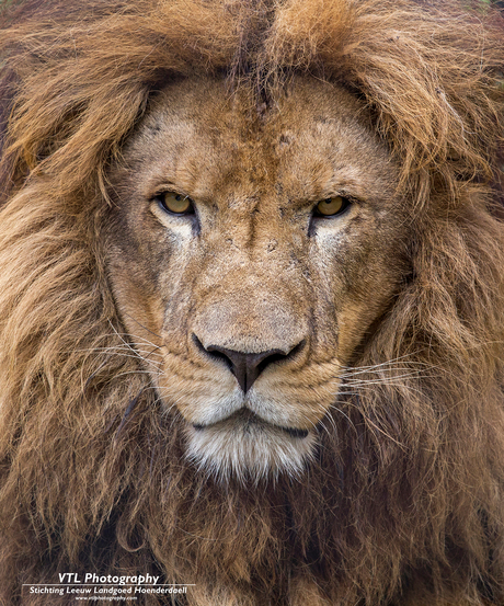 Close-up leeuw bij Stichting Leeuw