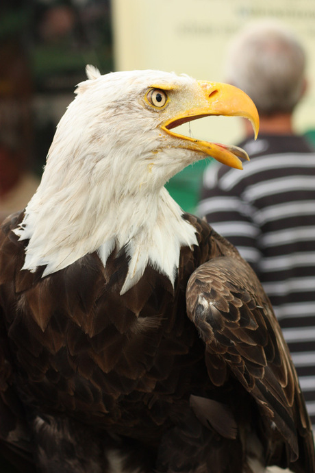 Eagle