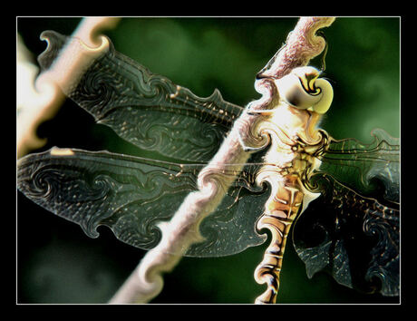 Curly Dragonfly