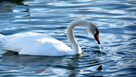 Zwaan in het meer van Genève.