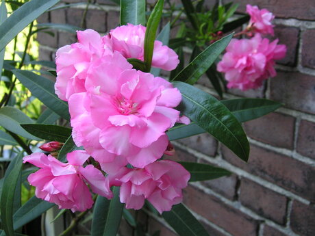 Oleander