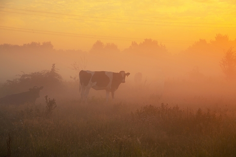 Koeien bij zonsopgang