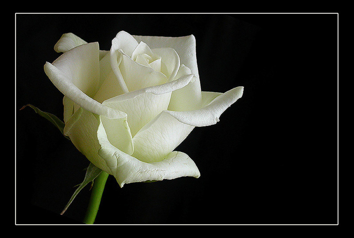 dichters wees onder de indruk 鍔 Witte roos - foto van JanM_zoom - Macro - Zoom.nl