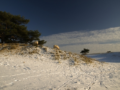 schapen in winterlandschap