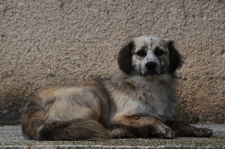 Roemeense straat hond