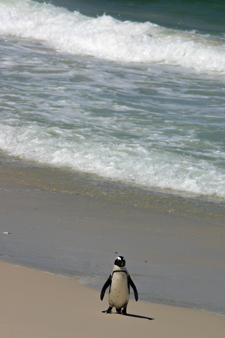 Pinguin op vakantie.jpg