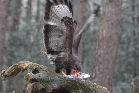 Kluivende Buizerd