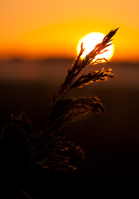 Ochtendlicht