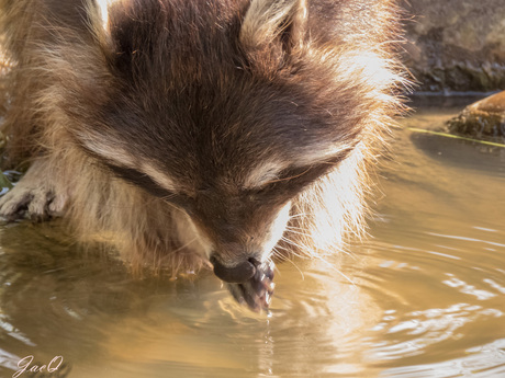 Wasbeer aant water, jij ook?