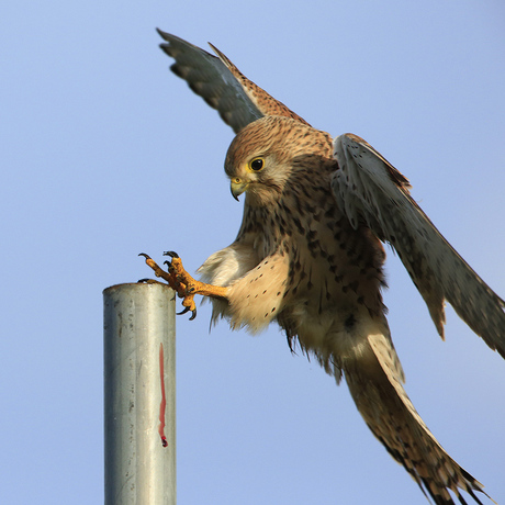 Landing