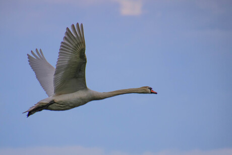 Zwaan in de lucht