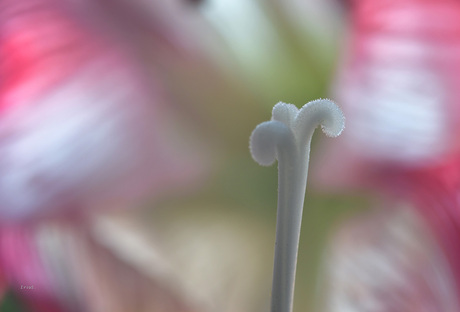 amaryllis