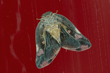 Black planthopper (Ricania speculum)