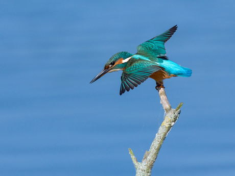 IJsvogel ready for take off