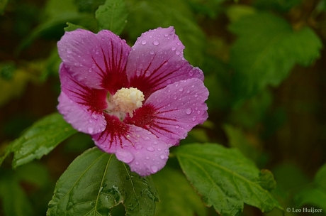Hybiscus na een regenbui