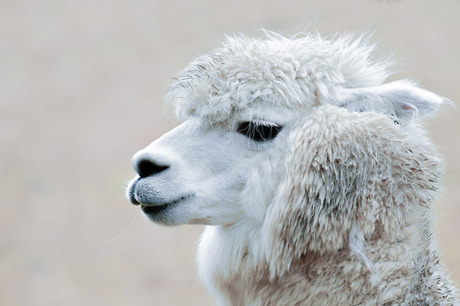 Alpaca