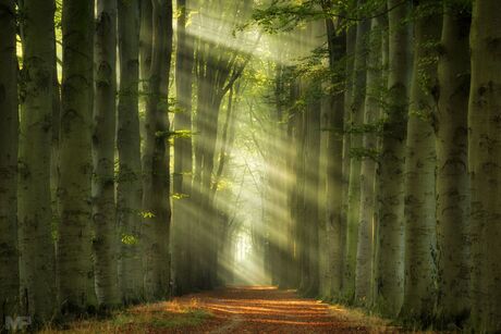 Rays of Autumn