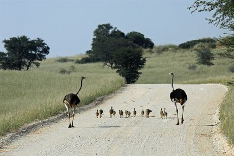 Familie Struis in Kgalagadi