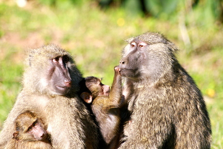 Happy Family (Mount Kenia)