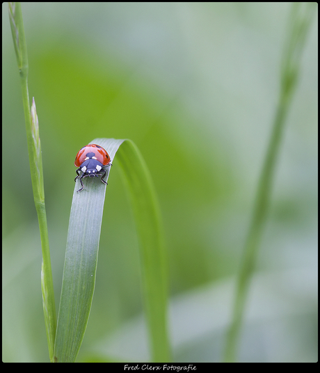 LadyBug