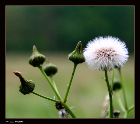 In knop en ontluikt