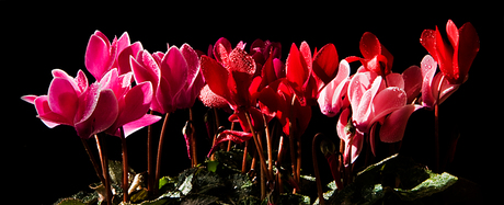 Cyclamen