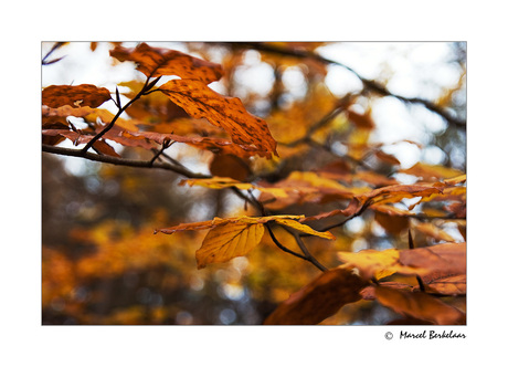 Herfstblaadje