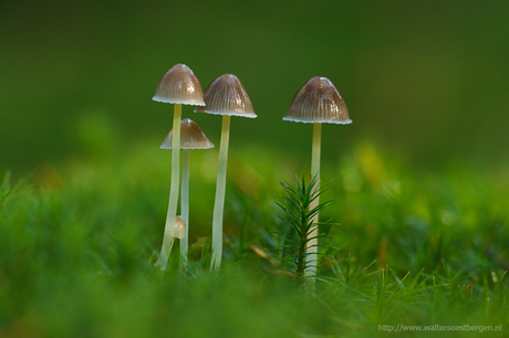 Mycena Spec.