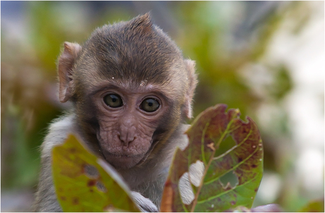 Monkey from Halong Bay (Vietnam)