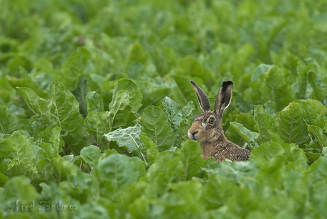 in een groen, groen, knollenland