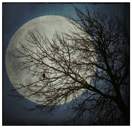 Zie De Maan Schijnt Door De Bomen..
