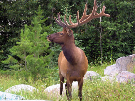 Elk.
